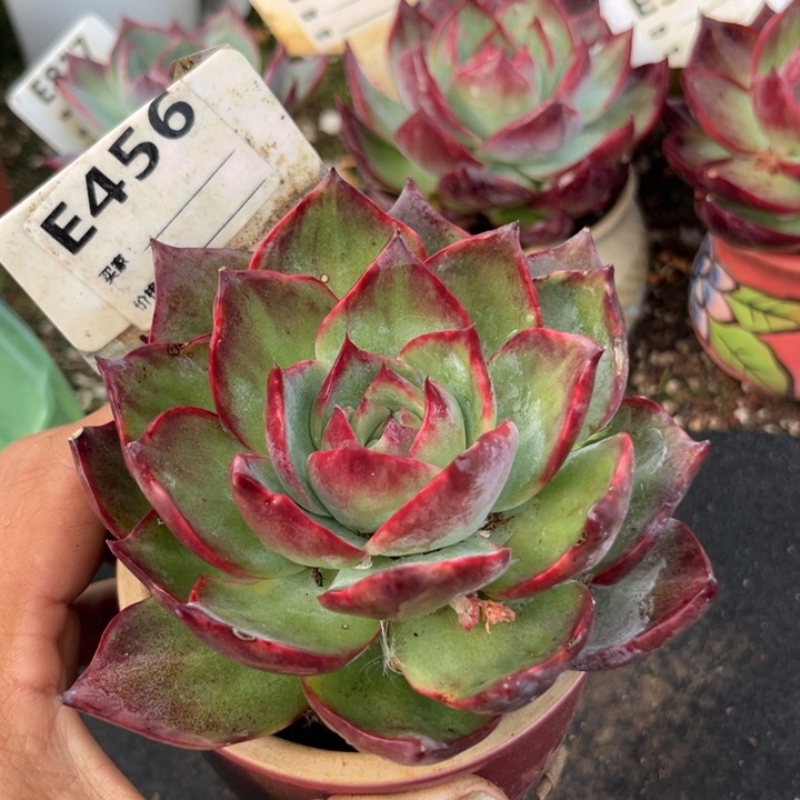 惊鸿一瞥多肉植物456有瑕疵