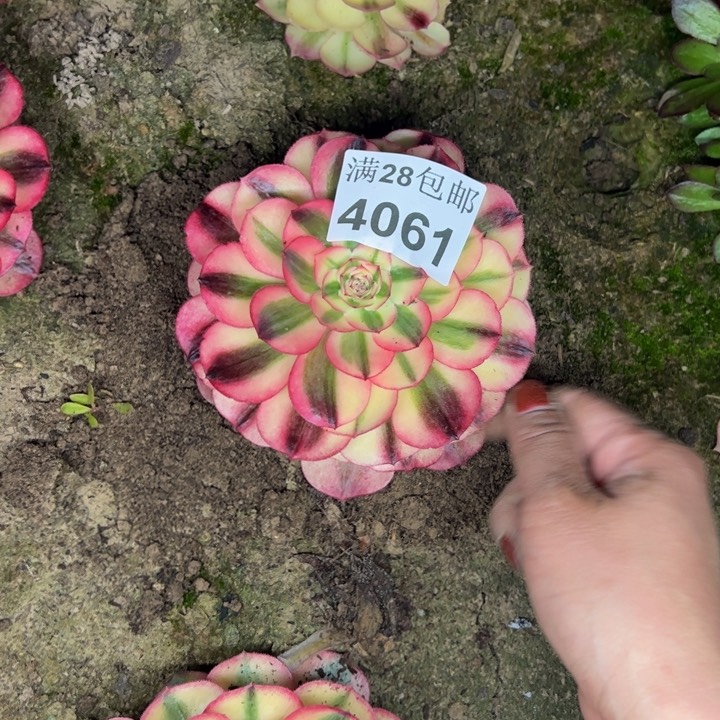 4061南荔枝多肉植物