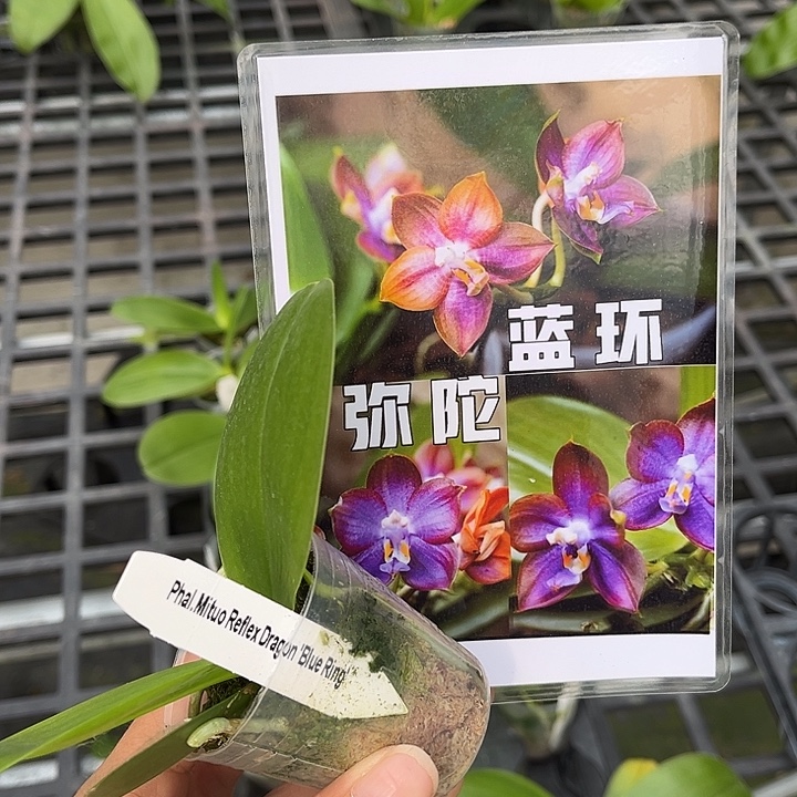 当前无花栽培后可以开花1.7寸杯弥陀蓝环苗子