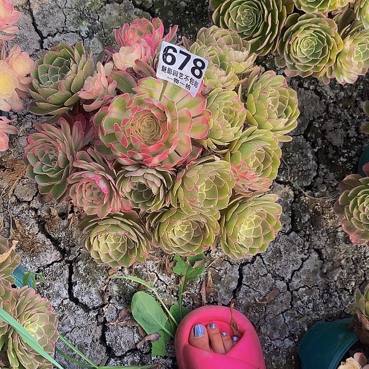 海燕花花28-33花花