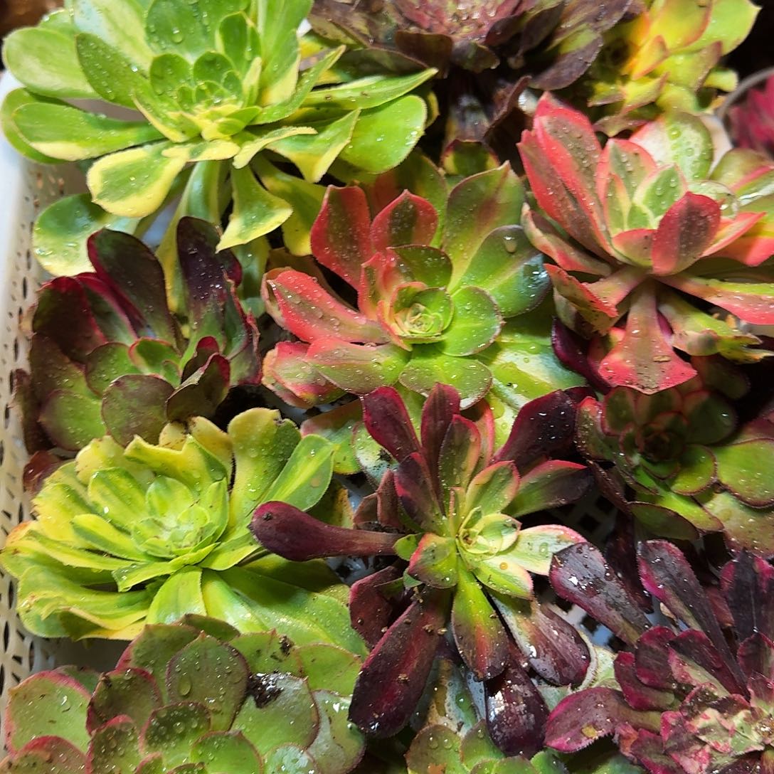 吻***天一物一拍再送三颗优选花月夜16棵