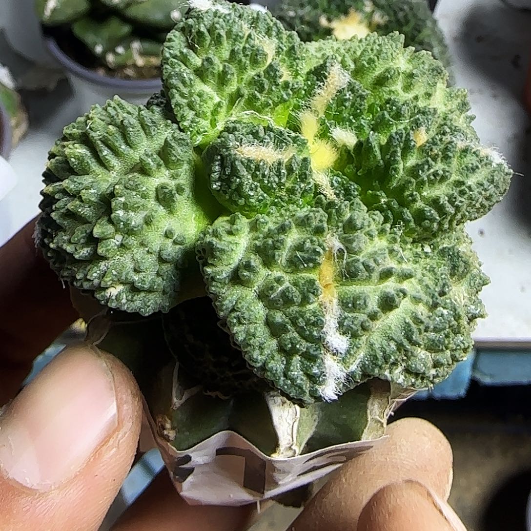 哥斯拉813仙人球开花