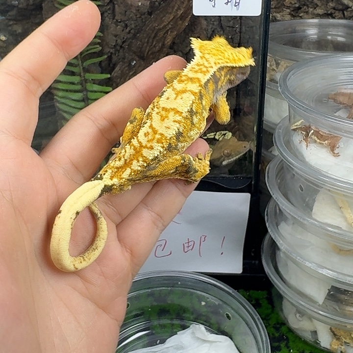 睫角守宫近满文奶油公