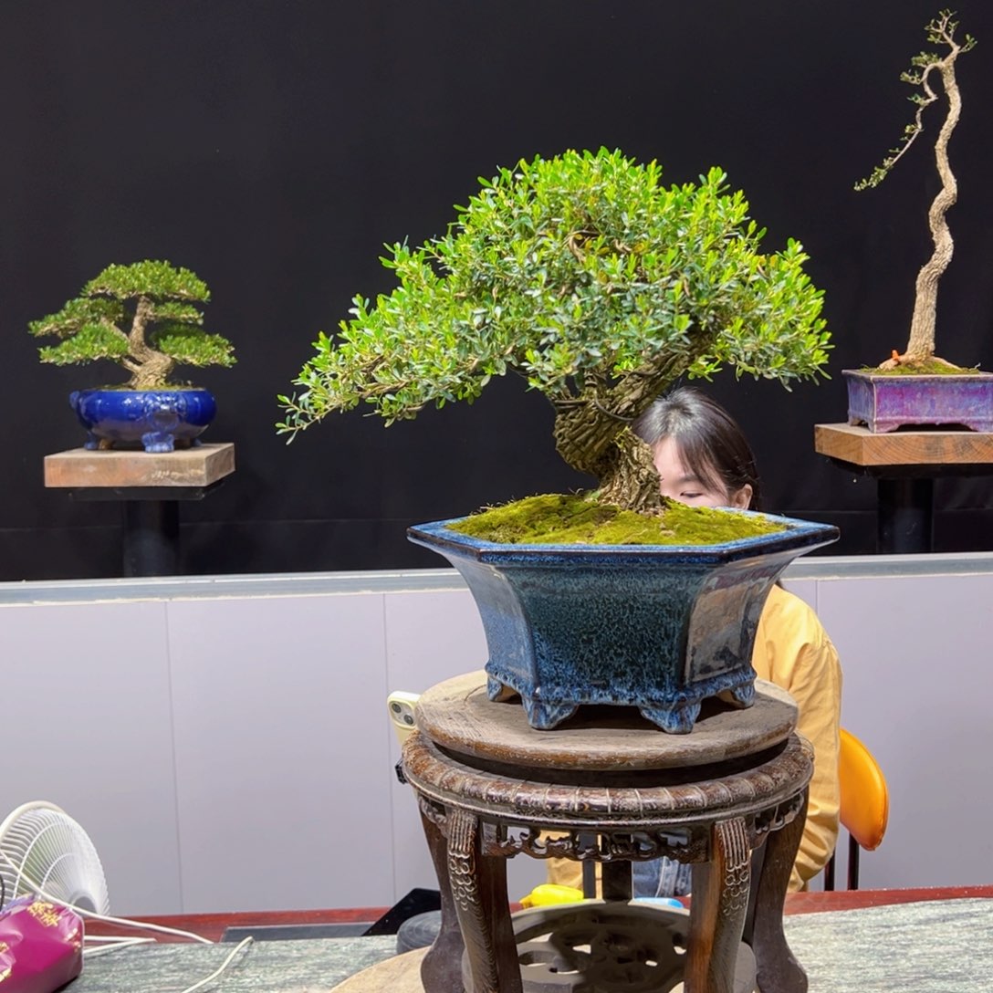 黄杨盆景老桩四季常青