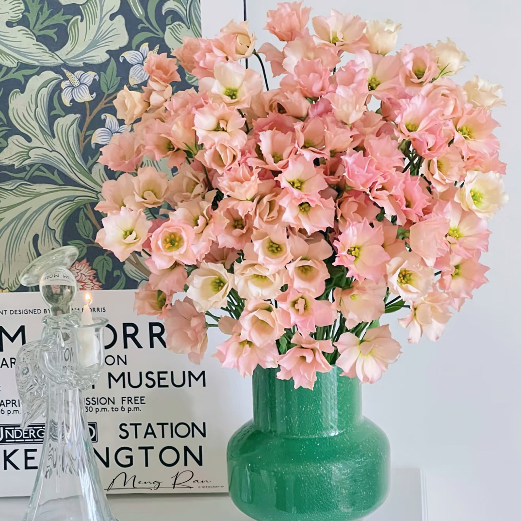 【植艺洋桔梗】月华星 拍满三单顺丰空运包邮鲜切花家居花店插花