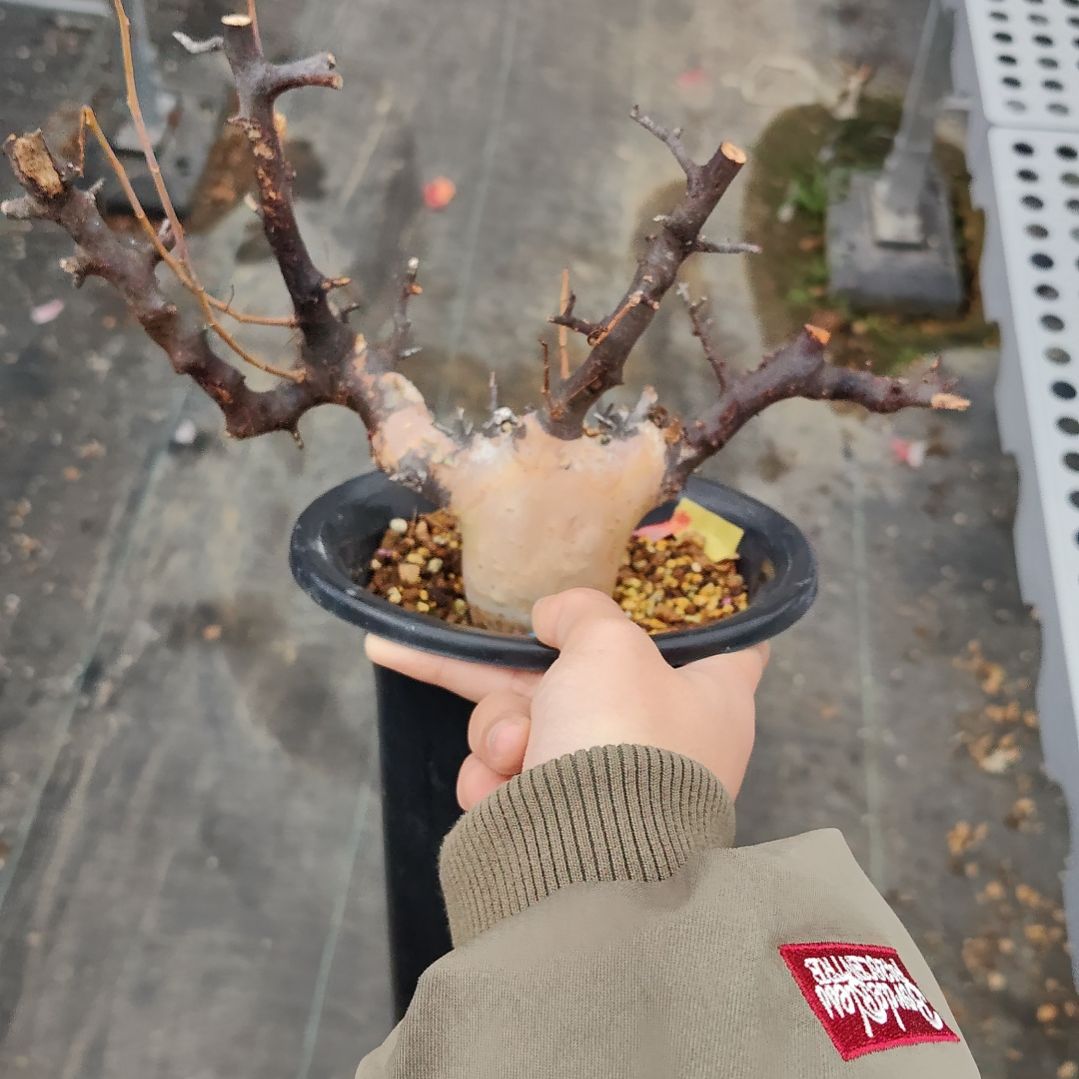 正白皮卡塔夫熟桩