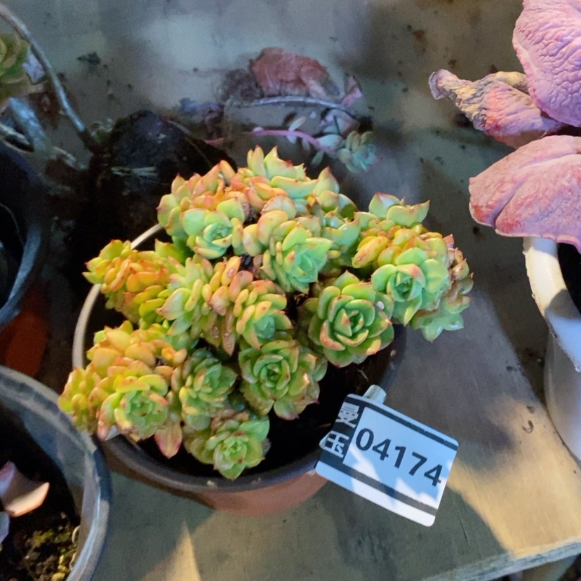 【闪购商品】蜡牡丹04174