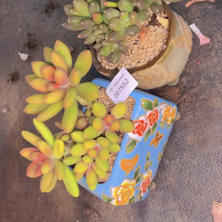 多肉一物一拍7552两颗