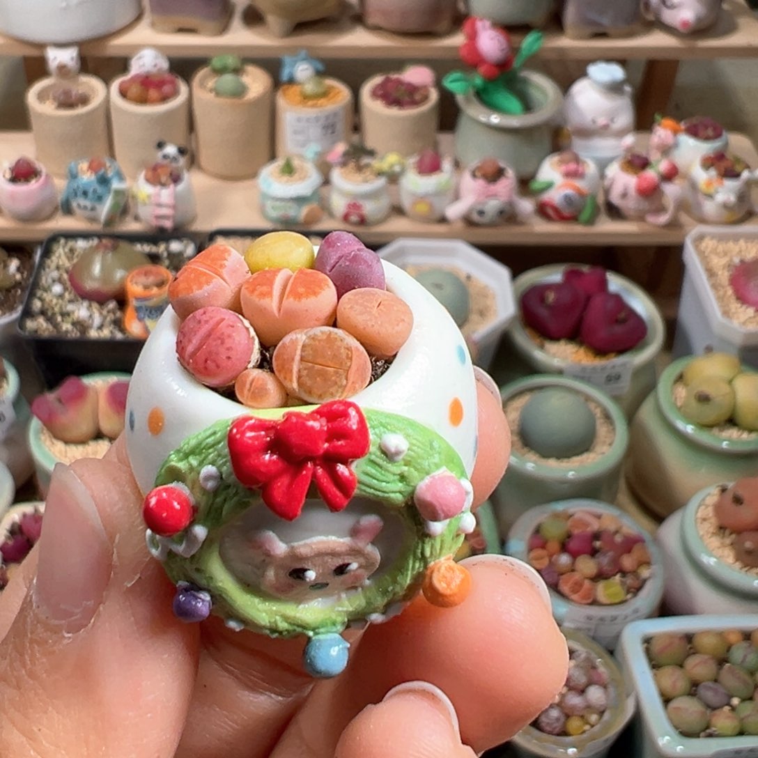 多肉植物79号拇指盆