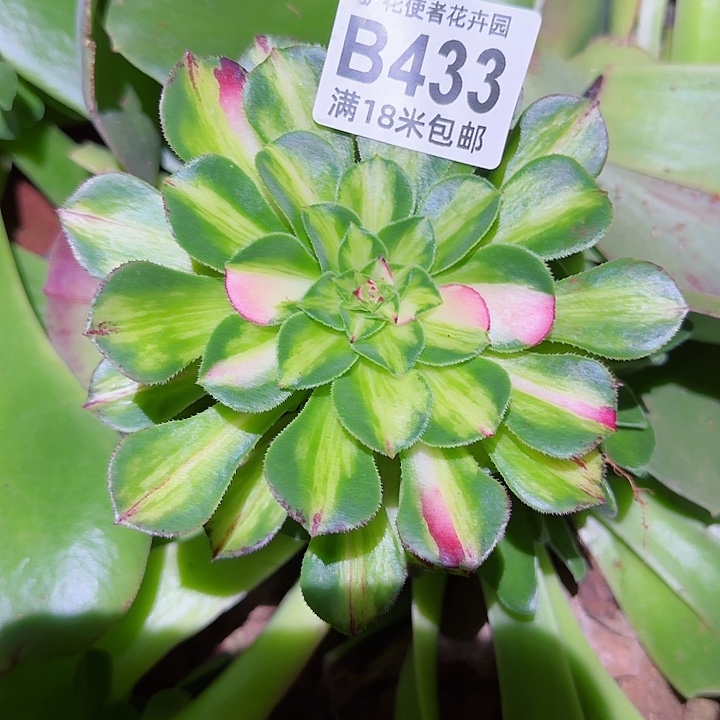 多肉法师知否朵朵