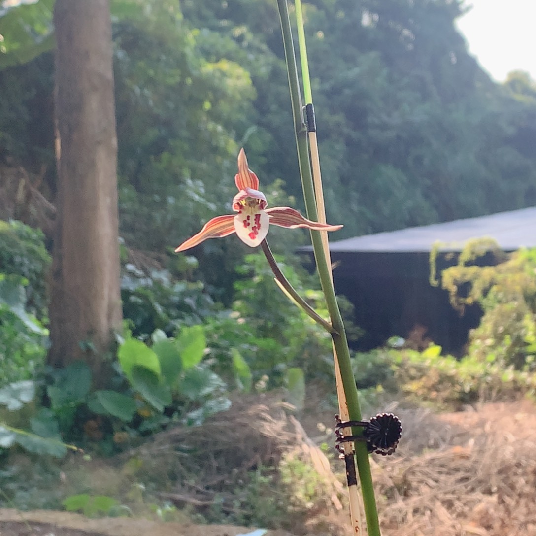 来***了完全开放转色两苗子母带花