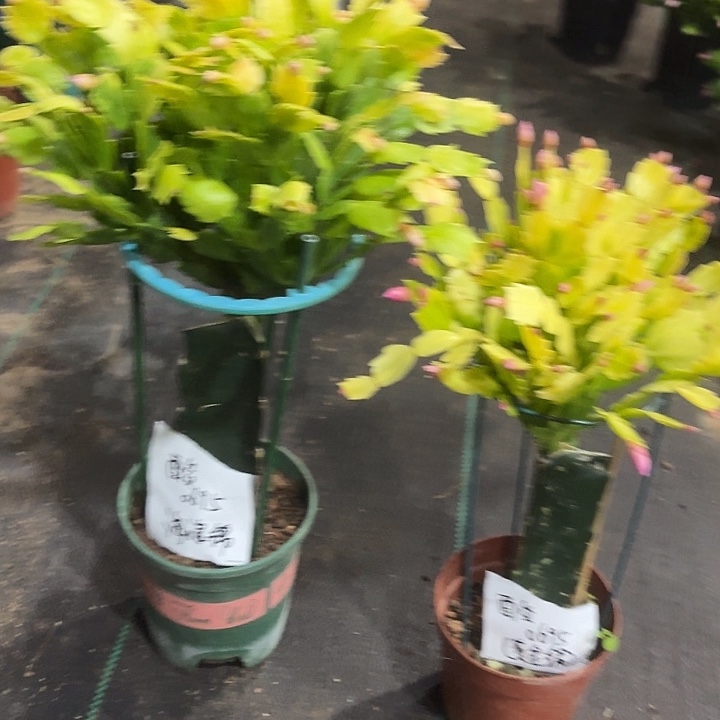 *****当前无花栽培后可以开花