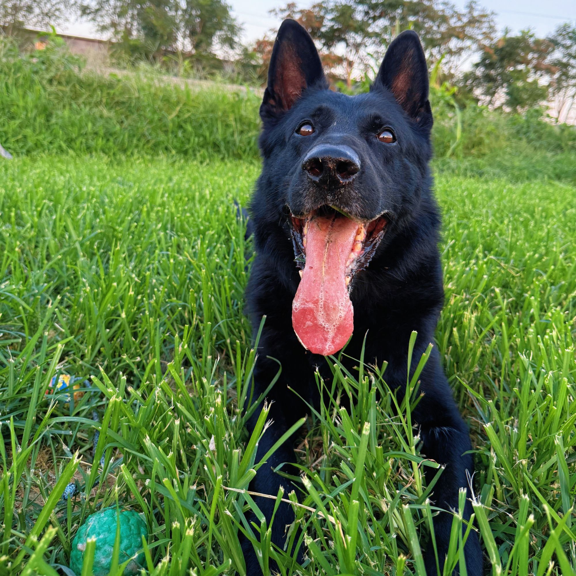 【五环名犬】艾克虒配种专业链接
