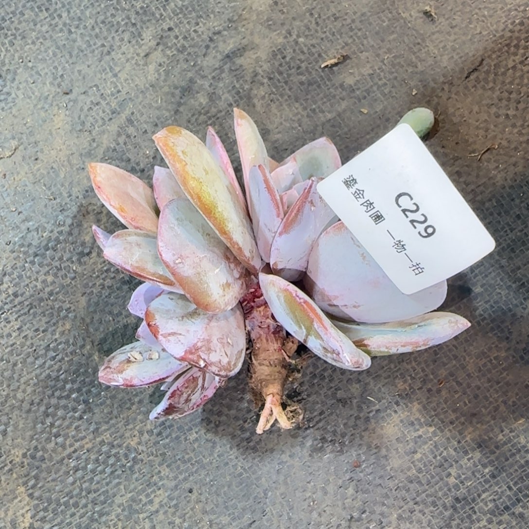 C229奶茶5头朵朵缀