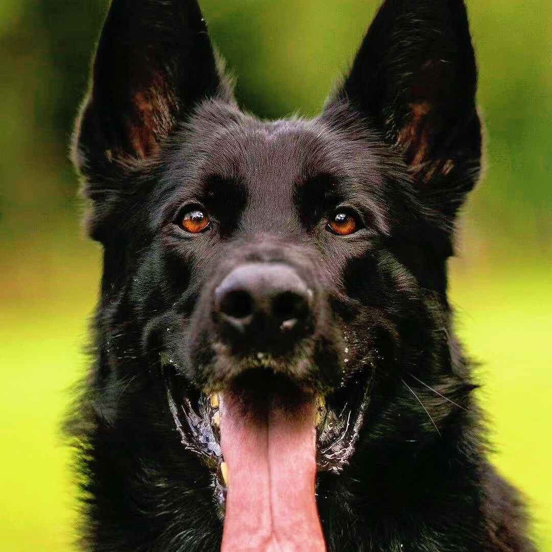【五环名犬】伊诺克斯东德牧羊犬配种专业链接