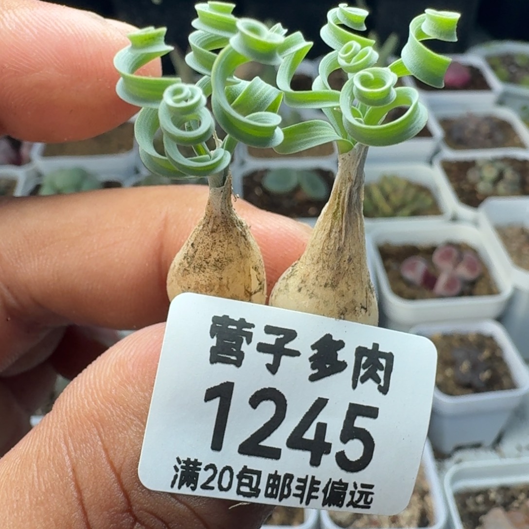 黄***瑞发卷弹簧草。          