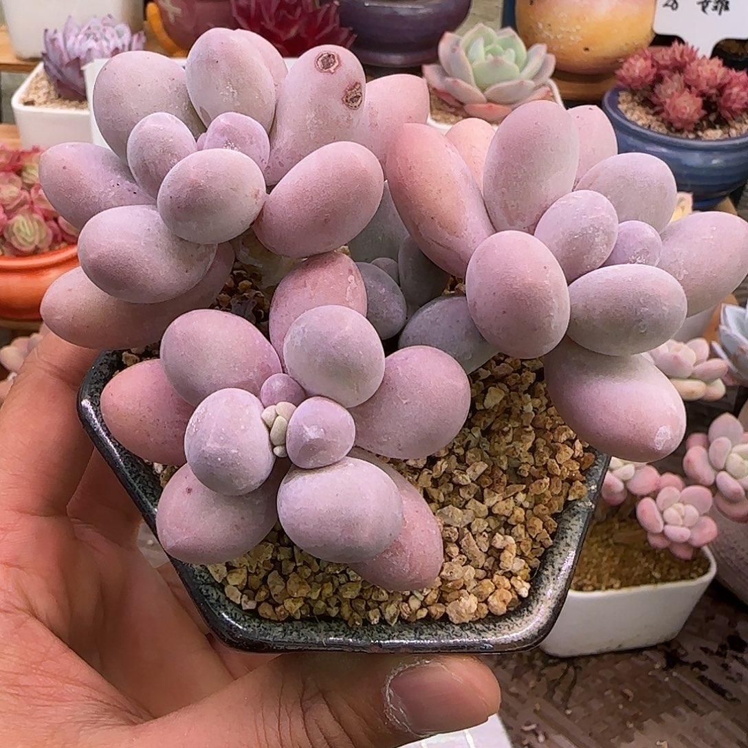 汤圆不带盆土发货