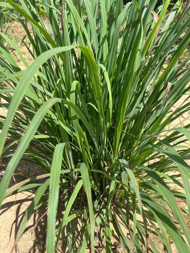 农村冲凉用植物百山草11种含：香茅 艾草 三叉苦 柚子叶 呃叶…