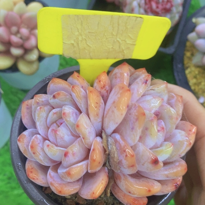 多肉植物，开心多肉