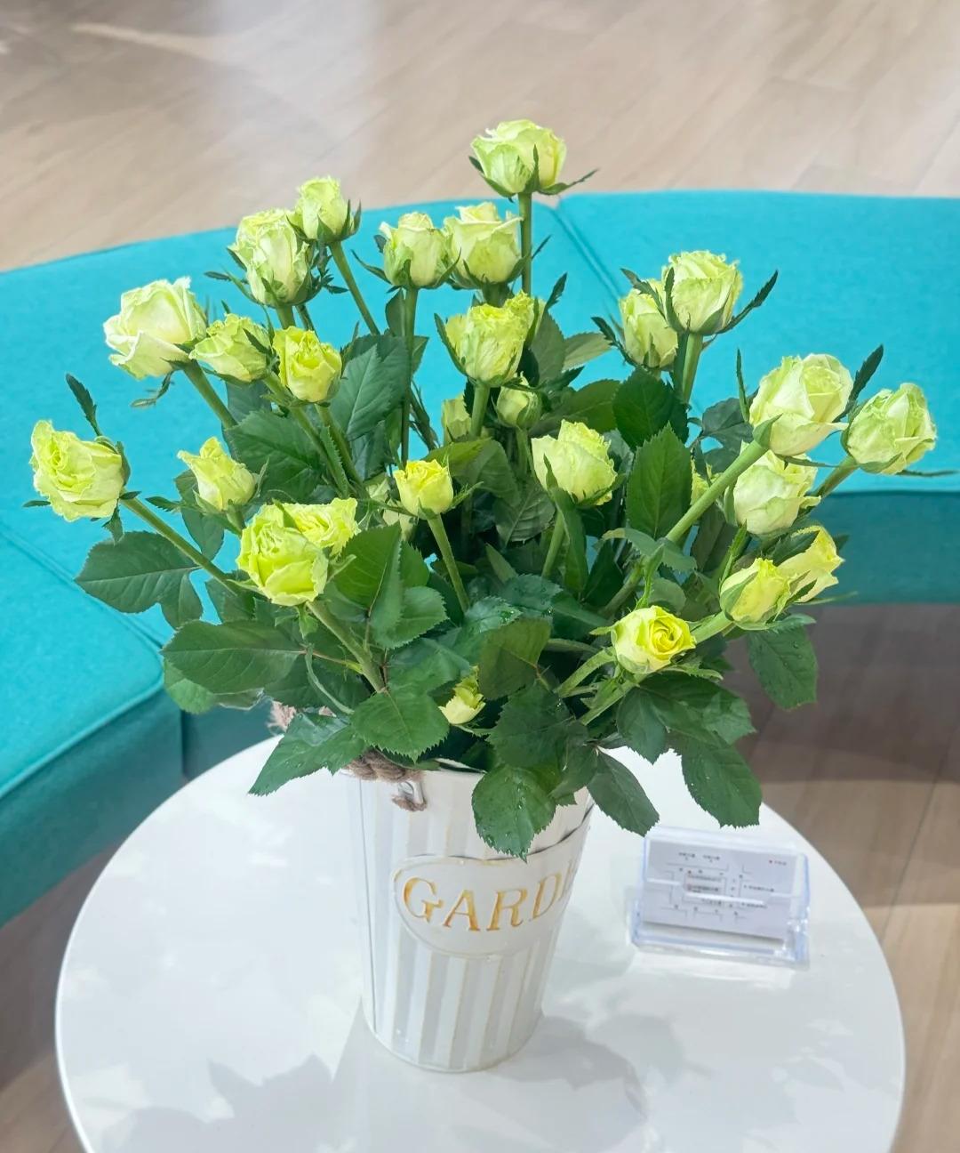 【杨苏莹花房】双子座多头玫瑰 云南鲜花直发一单顺丰冷链两单空运