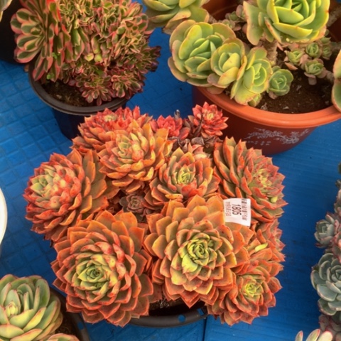 小***红1805贝拉多娜多肉