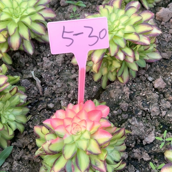 5-30韶华花脸多肉