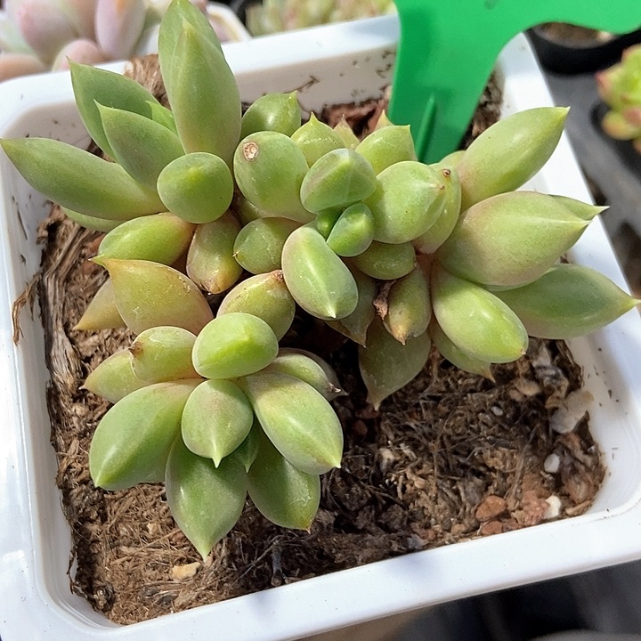 多肉植物红象牙969