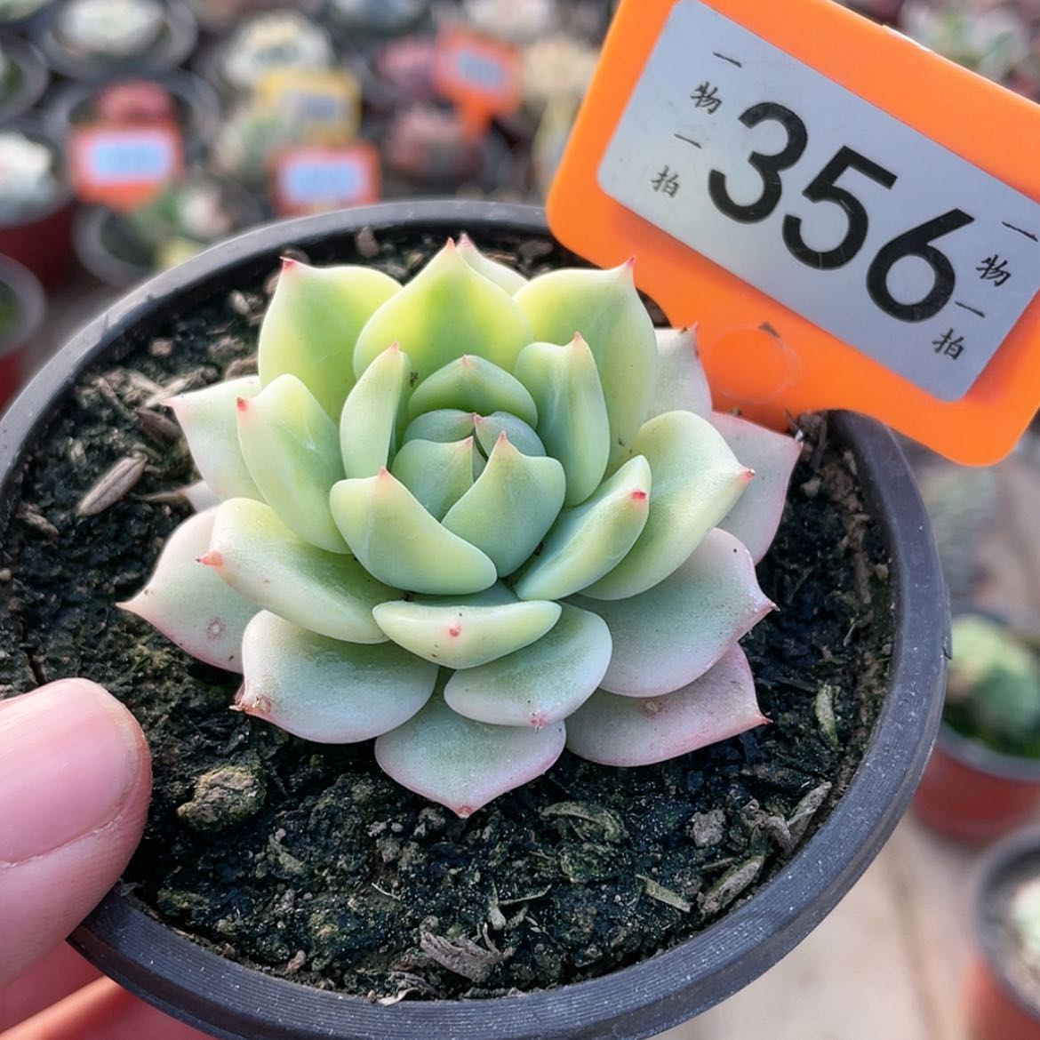 【闪购商品】356号