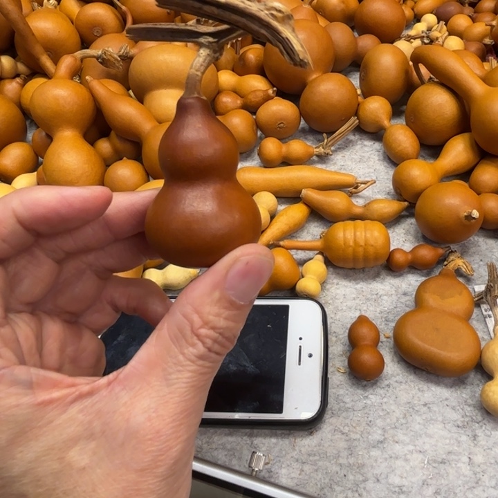 荧*莹姐的一把大籽皮葫芦葫芦