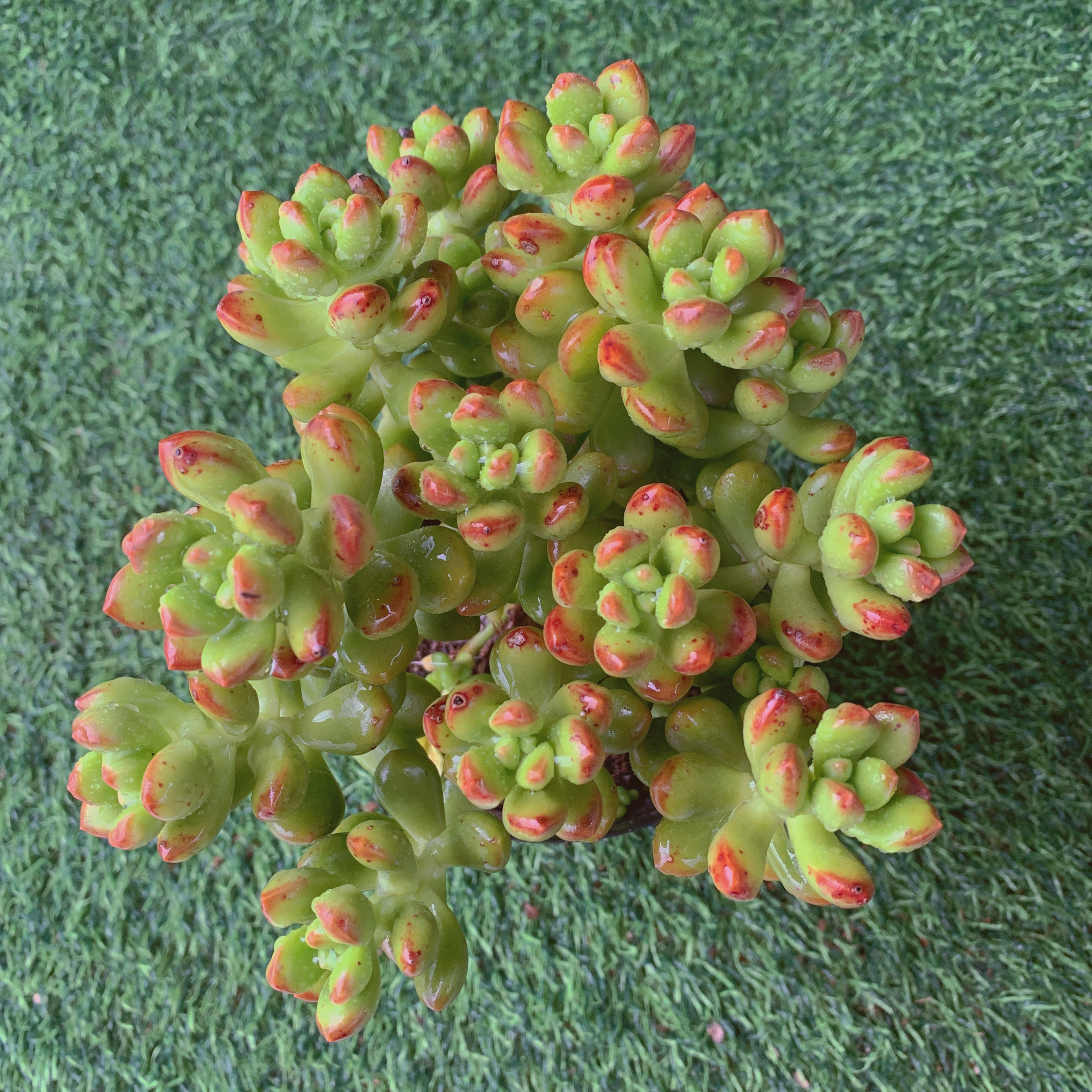丸叶松绿精品多肉阳台盆栽一单包邮植物