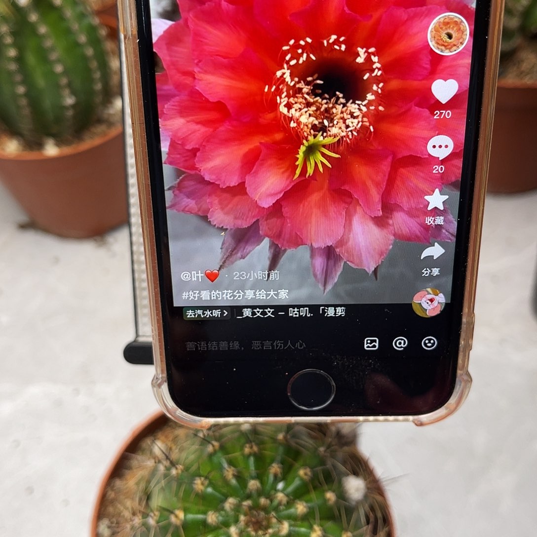 彩草108号大6-7公分左右