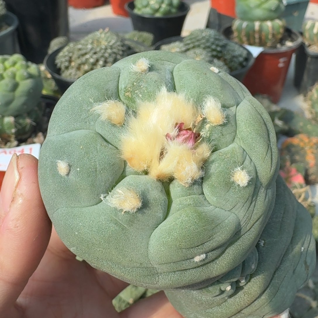 【闪购商品】落地双头超白大尤鲜