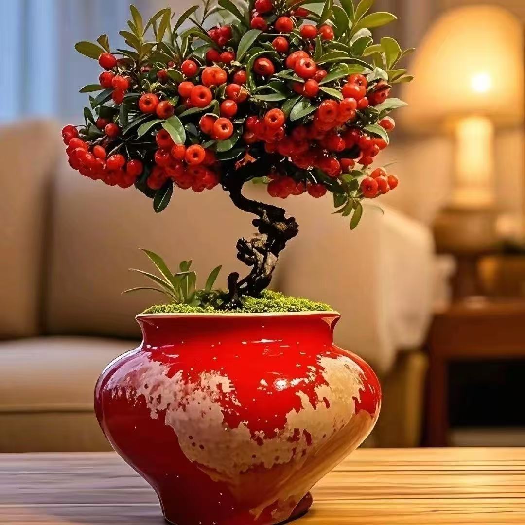 火棘满堂红盆景【一物一拍】