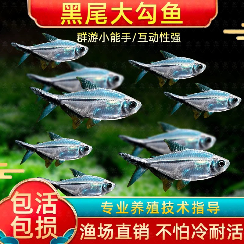 黑尾大勾群游鱼草缸小型活体热带观赏鱼淡水天使红大勾扯旗灯科鱼