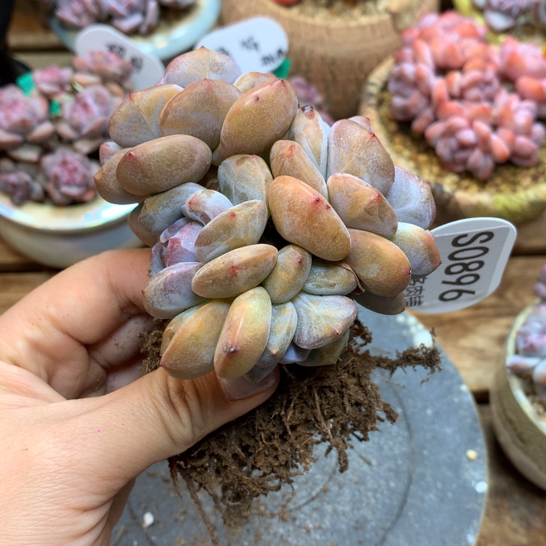 S0896 突尼斯 小树 9cm