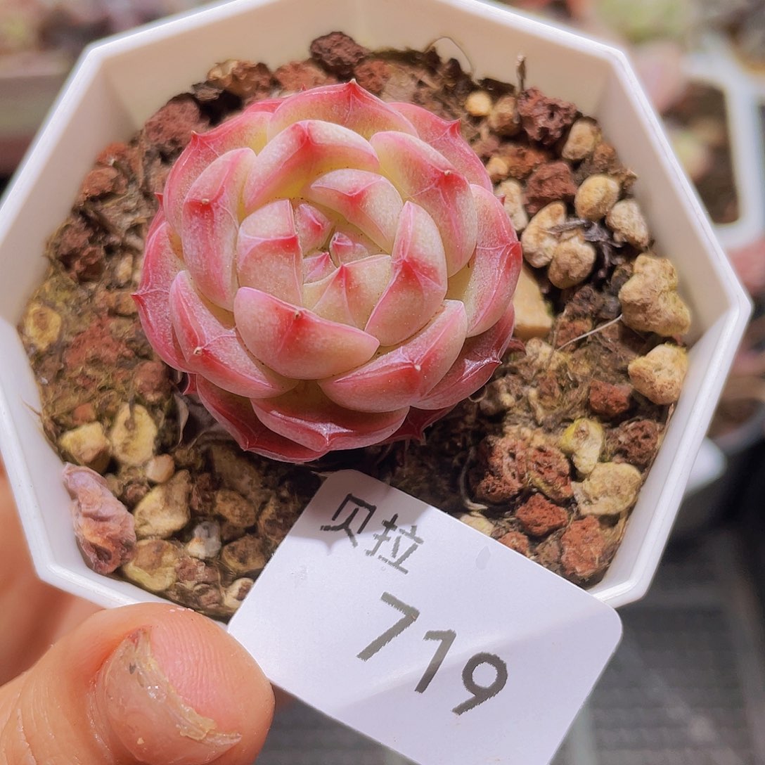 719 精品多肉一物一拍