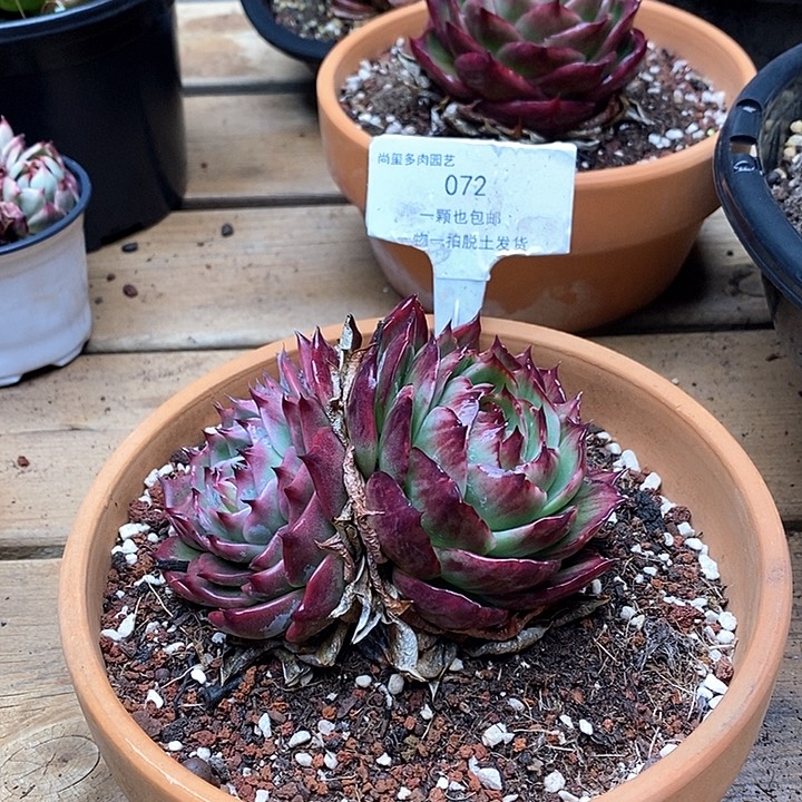 惊鸿仙子一物一拍072