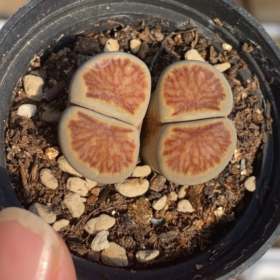 5147 双头菊纹章带盆土