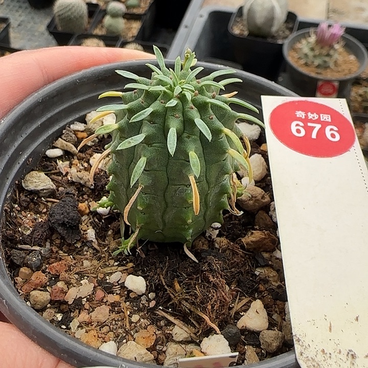 实生群星冠2.9cm一棵树上