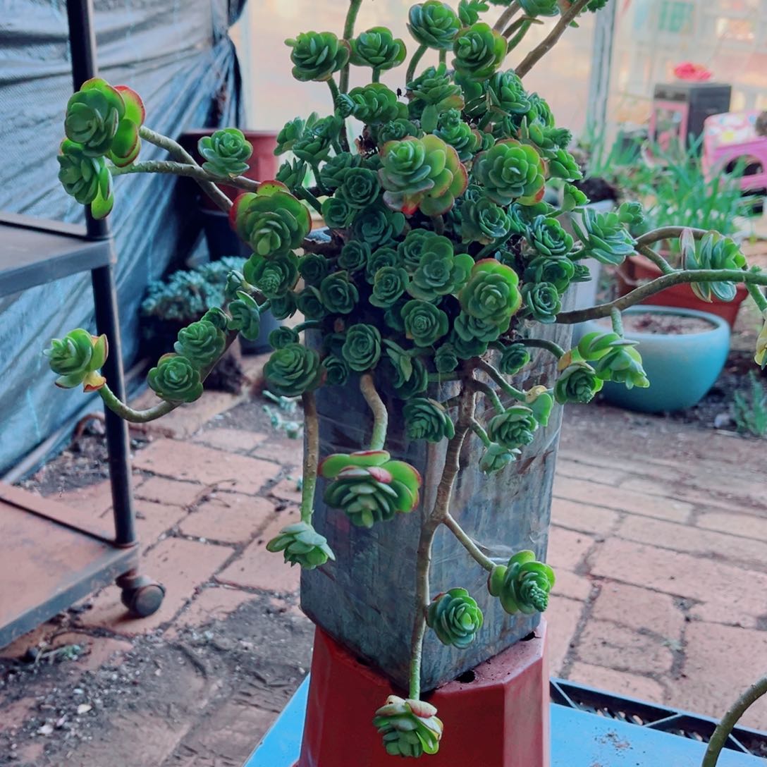 薄化妆一颗大群的