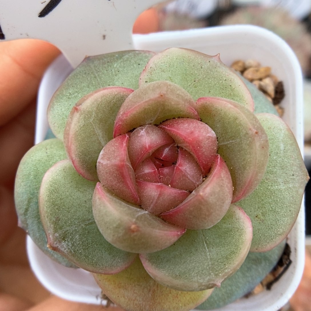 香雪海可拍931号。