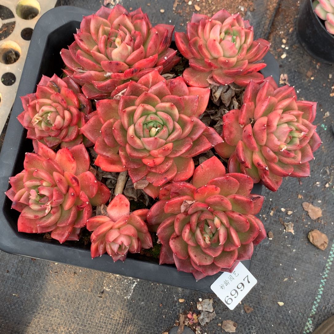 6998不包掉头特价杂交多肉