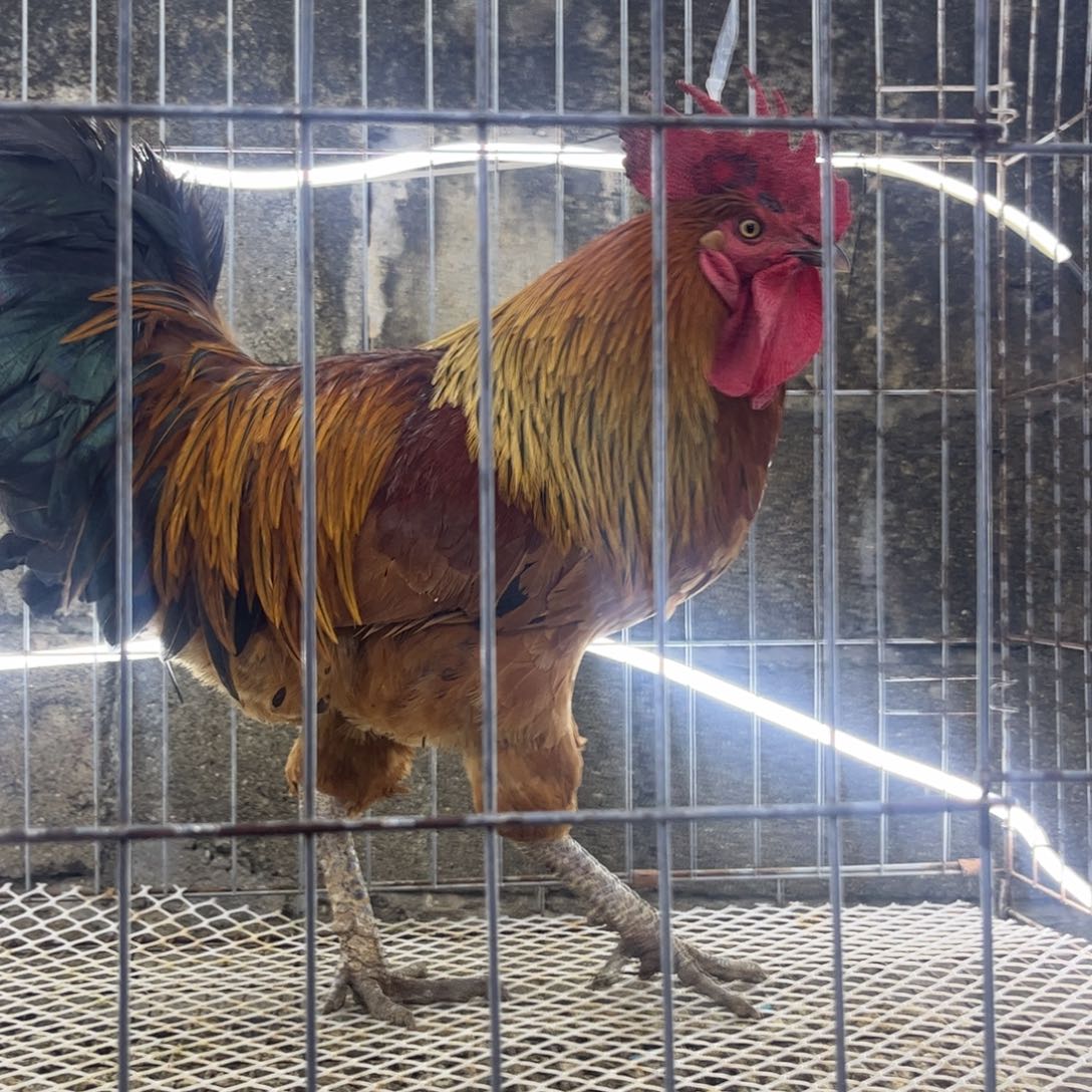 用***9长尾鸡凤凰象限金五彩一只