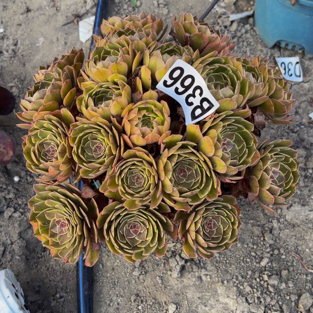 半夏法师15////23包邮