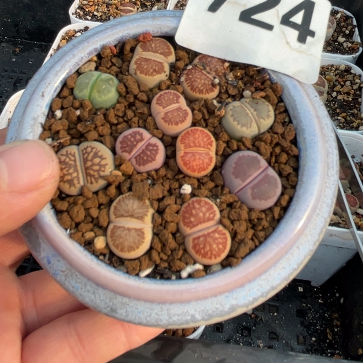 完全开放724彩菊带盆llllll