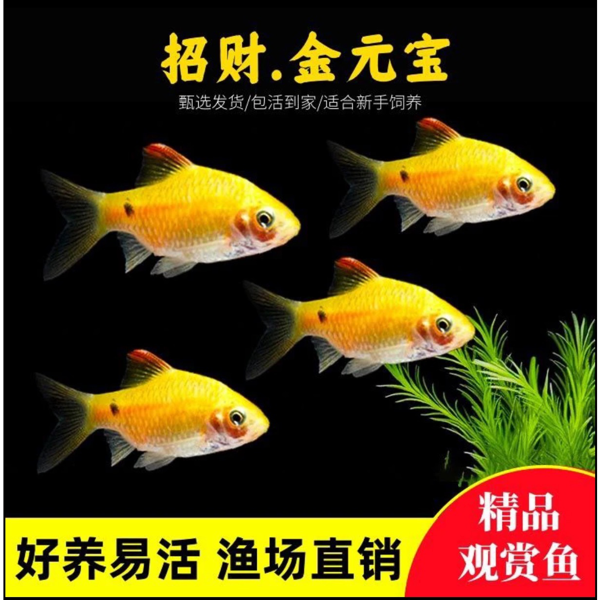 金元宝鱼招财进宝淡水鱼新手练手闯缸好养易活群游小型观赏鱼