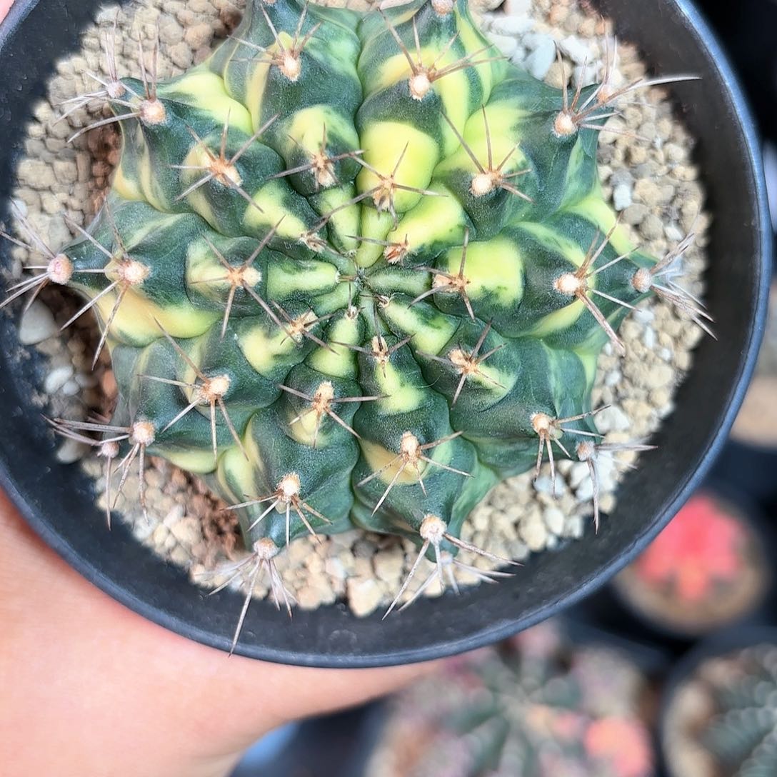 泰系米哈仙人球20号