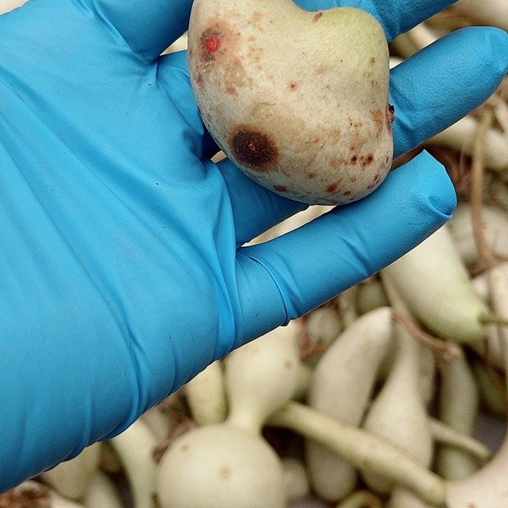 木***强有机玻璃直播间里的拍品链接