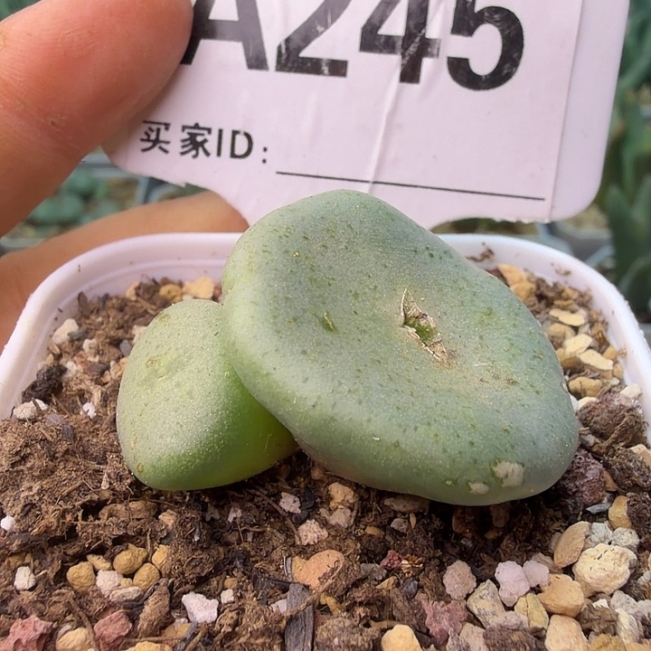 245。满38包邮肉锥