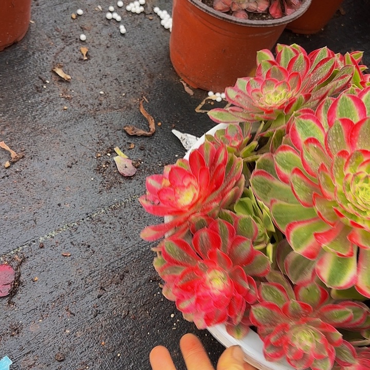 多肉植物福利来182包